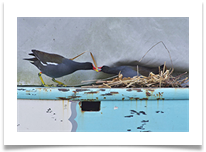 C Beesley - 1 - Coots on the Canal - Chris Beesley